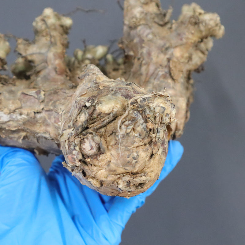 【ベアルート】T.レティキュラータス 44