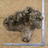 【ベアルート】T.レティキュラータス 44