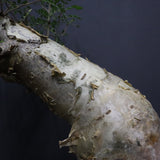 P.ディスカラー 7