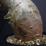 P.ディスカラー 7