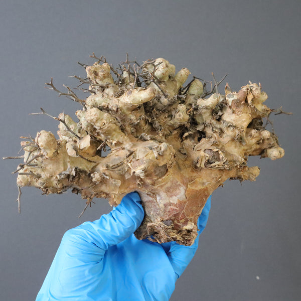 【ベアルート】T.レティキュラータス 46