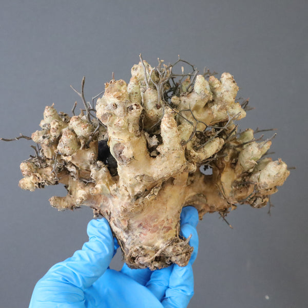 【ベアルート】T.レティキュラータス 46