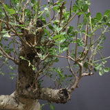 P.ディスカラー 7