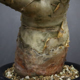 P.ディスカラー 7