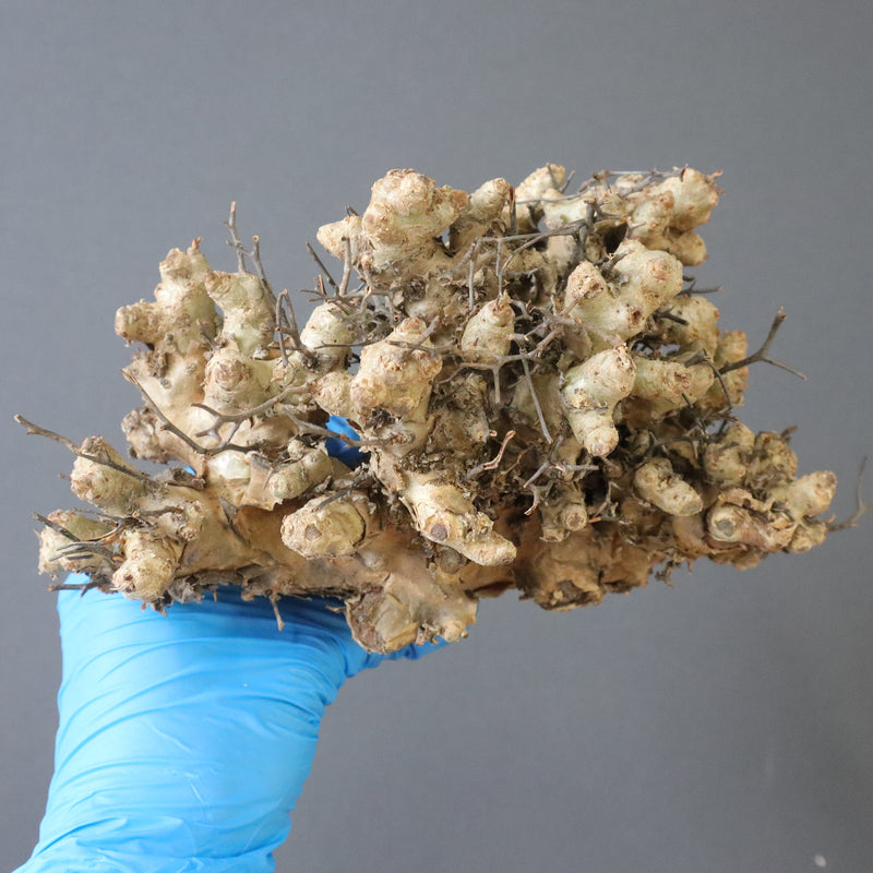 【ベアルート】T.レティキュラータス 46