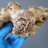 【ベアルート】T.レティキュラータス 46