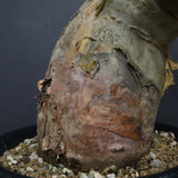 P.ディスカラー 7