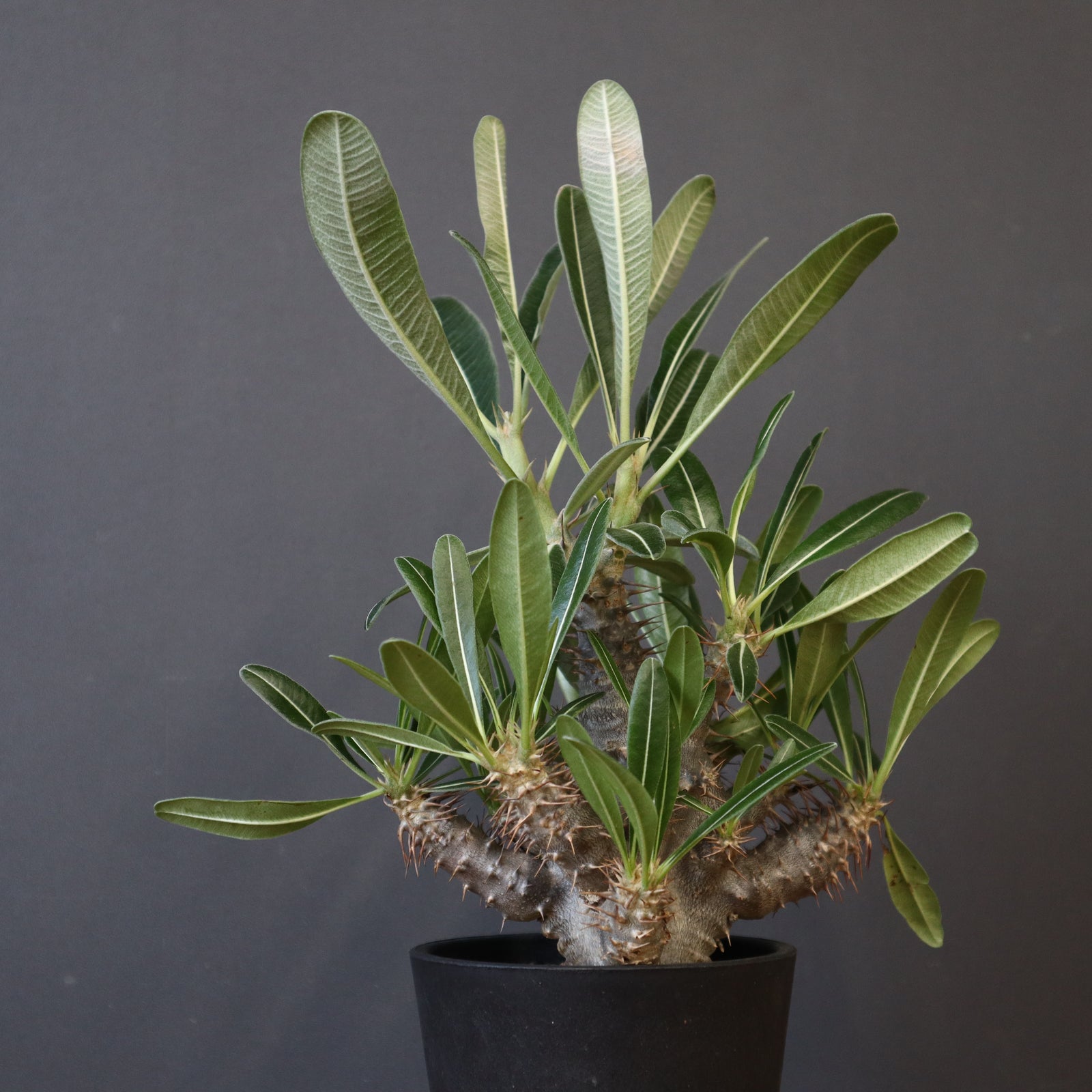 P.カクチペス（実生） 01 – TaiShoDo ONLINE SHOP