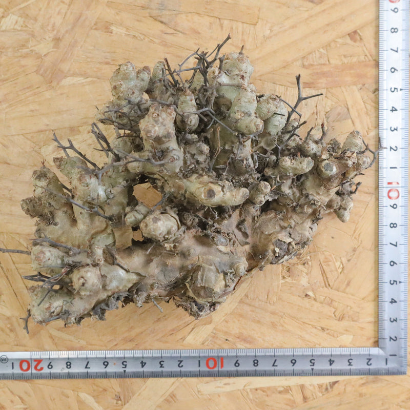 【ベアルート】T.レティキュラータス 46