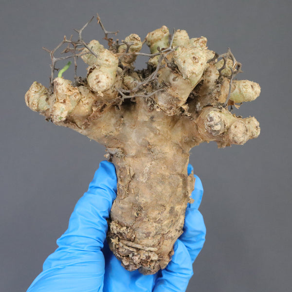 【ベアルート】T.レティキュラータス 55