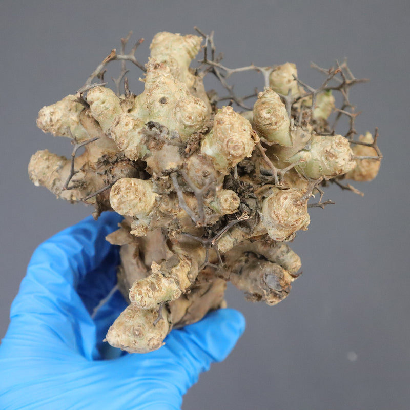 【ベアルート】T.レティキュラータス 55