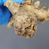 【ベアルート】T.レティキュラータス 55