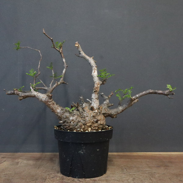 塊根植物 多幹 植物 塊根植物 – TaiShoDo ONLINE SHOP