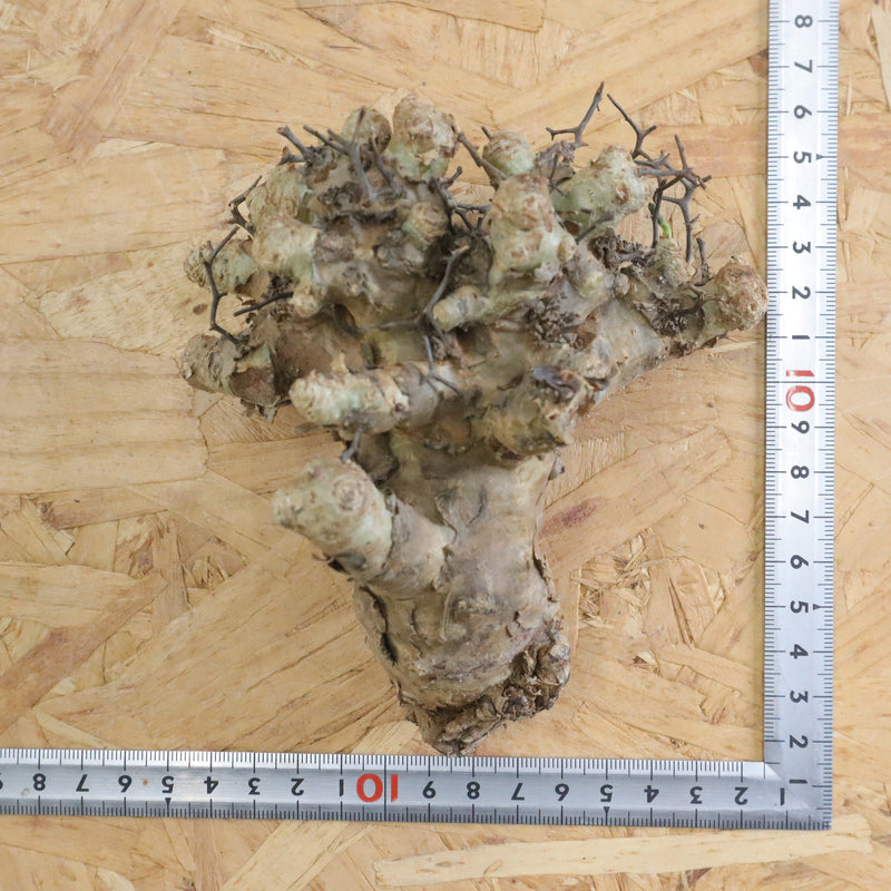 【ベアルート】T.レティキュラータス 55