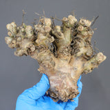 【ベアルート】T.レティキュラータス 52