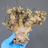 【ベアルート】T.レティキュラータス 52