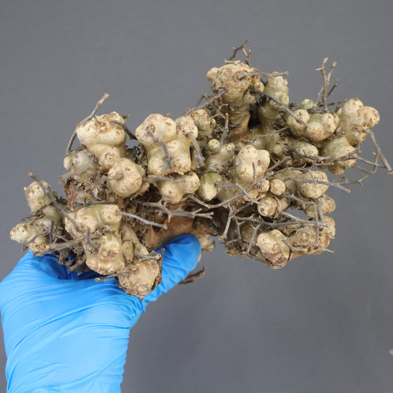 【ベアルート】T.レティキュラータス 52