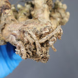 【ベアルート】T.レティキュラータス 52