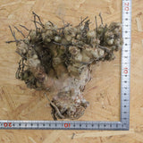 【ベアルート】T.レティキュラータス 52