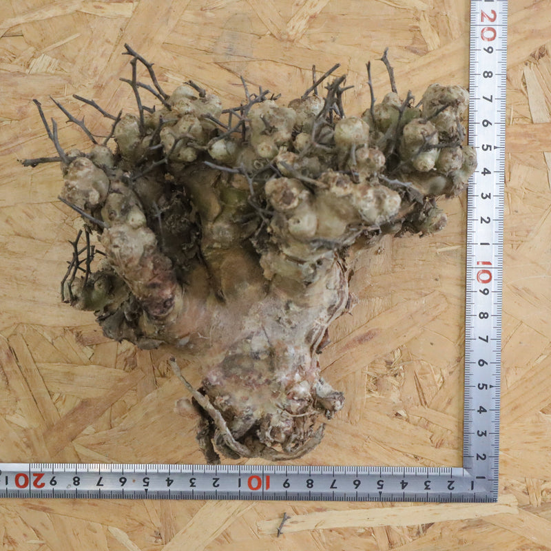 【ベアルート】T.レティキュラータス 52