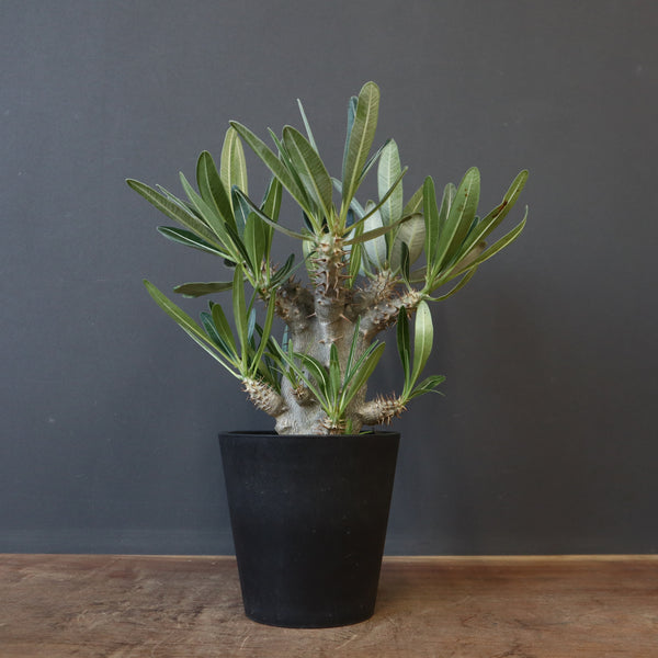 パキポディウム　カクチペス　実生 パキポディウム カクチペス 実生② | hanayoshi-botanical