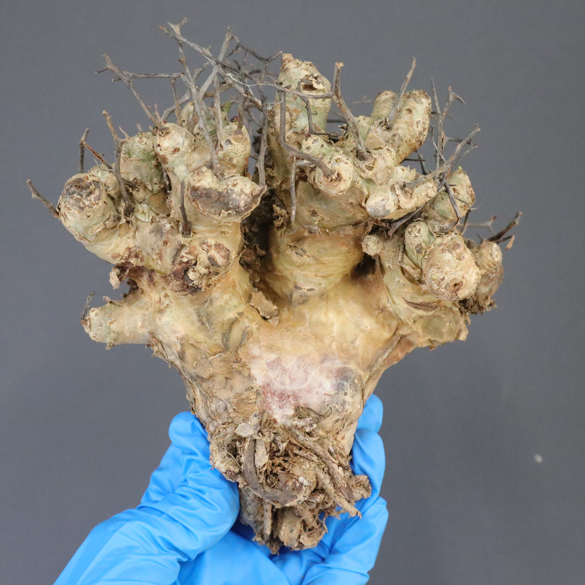 【最終値下げ】 沖縄オオハマボウ 索/塊根/イボ【氣まぐれセール】 オオハマボウ 塊根 最終値下げ】 沖縄オオハマボウ 索/塊根/イボ