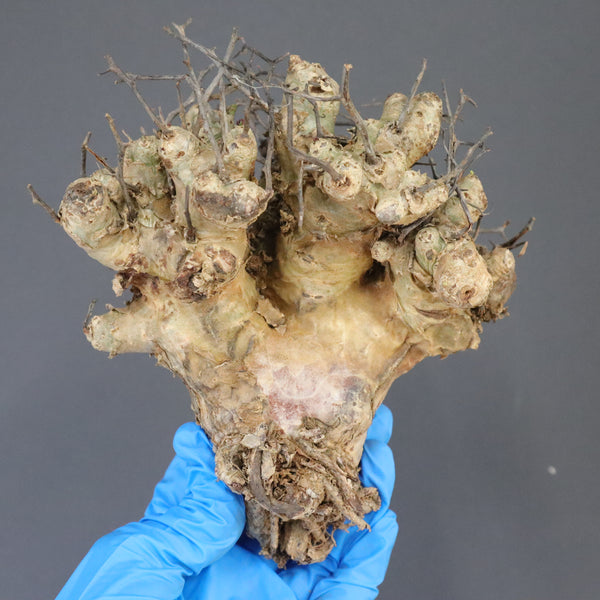 【ベアルート】T.レティキュラータス 51