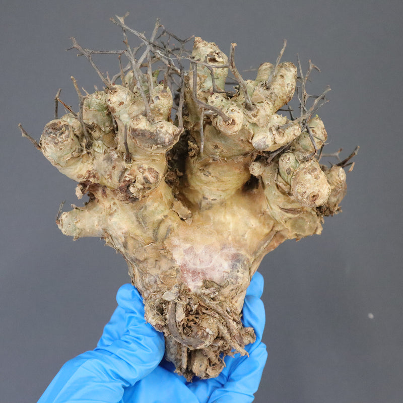 【ベアルート】T.レティキュラータス 51