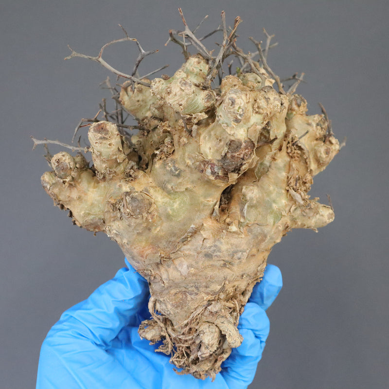 【ベアルート】T.レティキュラータス 51