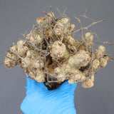 【ベアルート】T.レティキュラータス 51