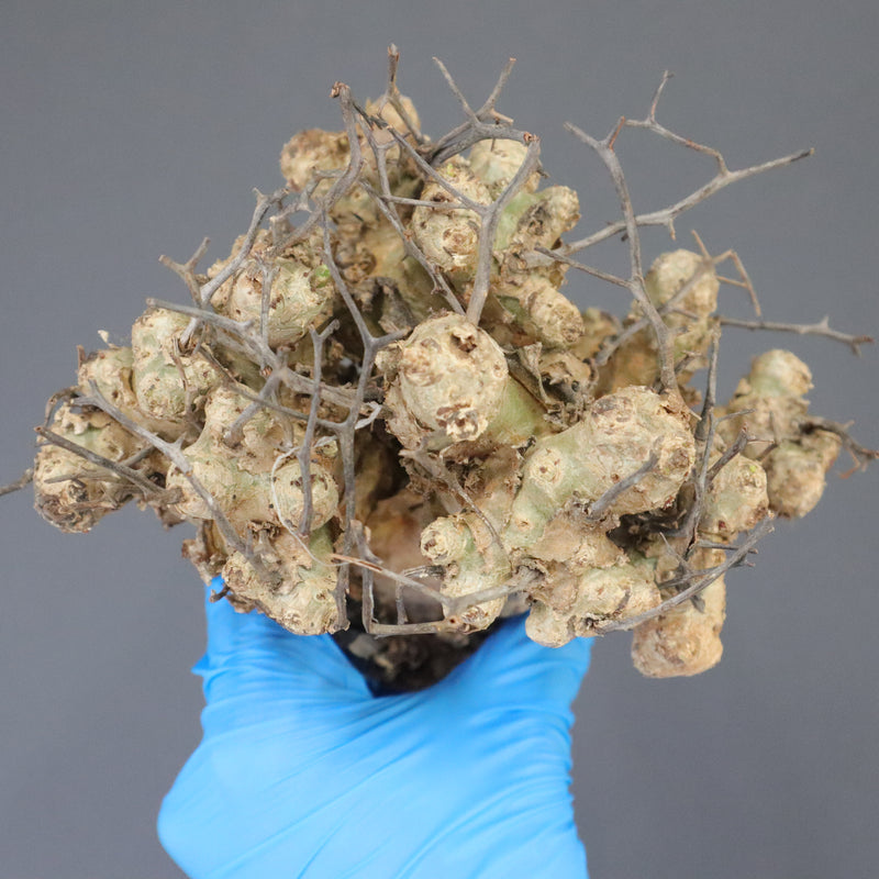 【ベアルート】T.レティキュラータス 51