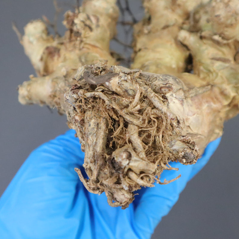 【ベアルート】T.レティキュラータス 51