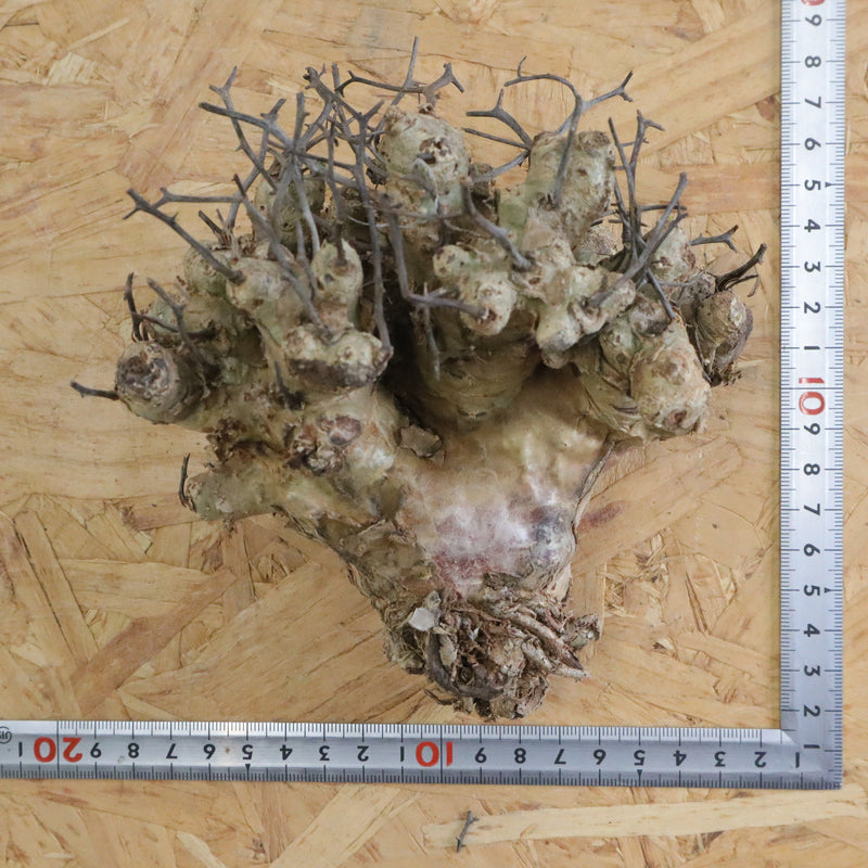 【ベアルート】T.レティキュラータス 51