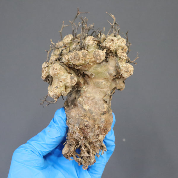 【ベアルート】T.レティキュラータス 57