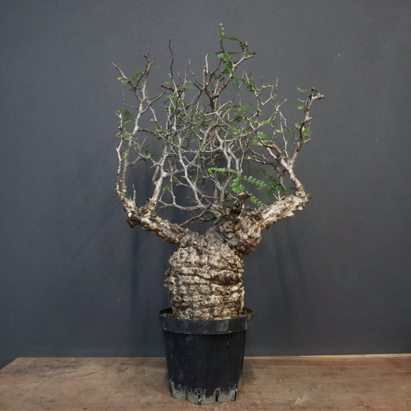 オペルクリカリア・パキプス – TaiShoDo ONLINE SHOP