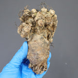 【ベアルート】T.レティキュラータス 57