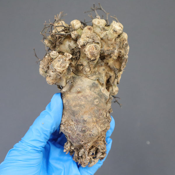 【ベアルート】T.レティキュラータス 57