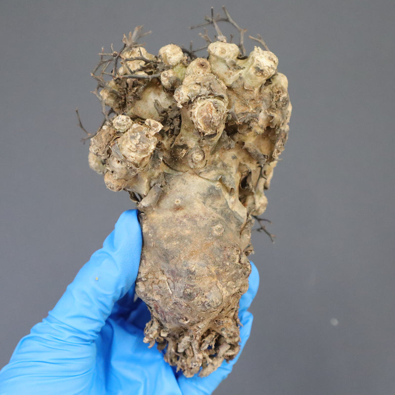 【ベアルート】T.レティキュラータス 57