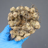 【ベアルート】T.レティキュラータス 57