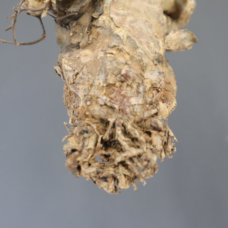 【ベアルート】T.レティキュラータス 57