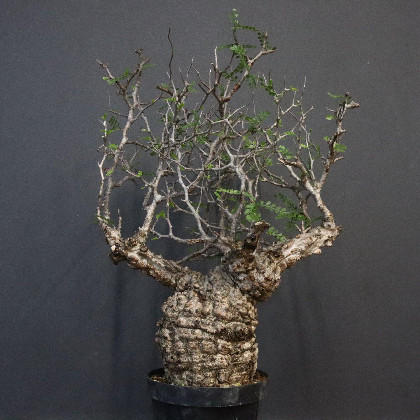 makongu枠　パキプス O.パキプス 808 – TaiShoDo ONLINE SHOP