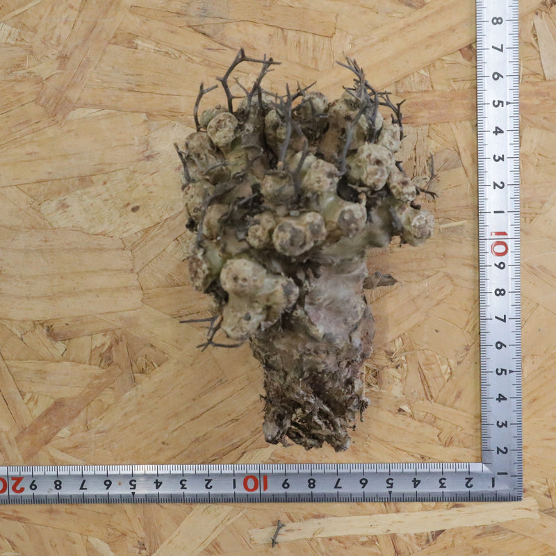 【ベアルート】T.レティキュラータス 57