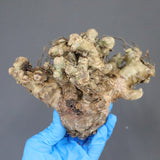 【ベアルート】T.レティキュラータス 53