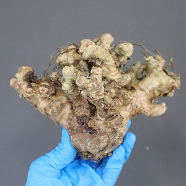 【ベアルート】T.レティキュラータス 53