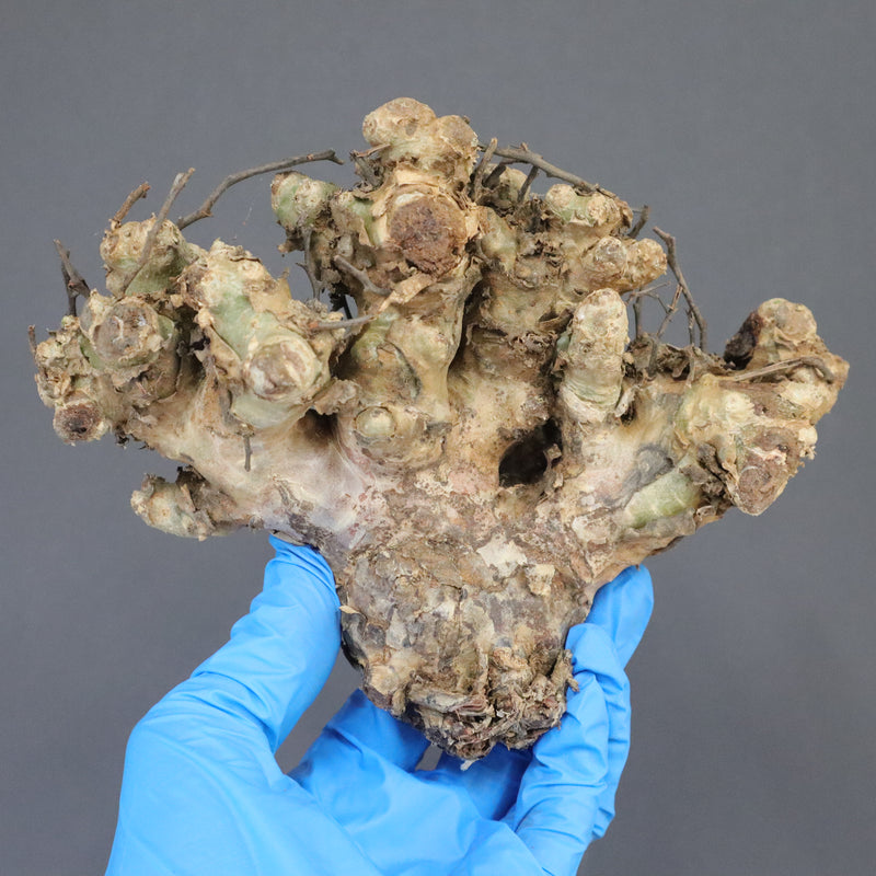 【ベアルート】T.レティキュラータス 53