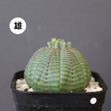 E.オベサ（雄・雌）　EC3575