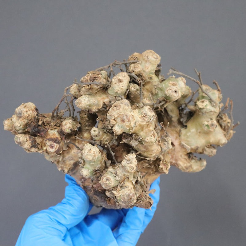 【ベアルート】T.レティキュラータス 53