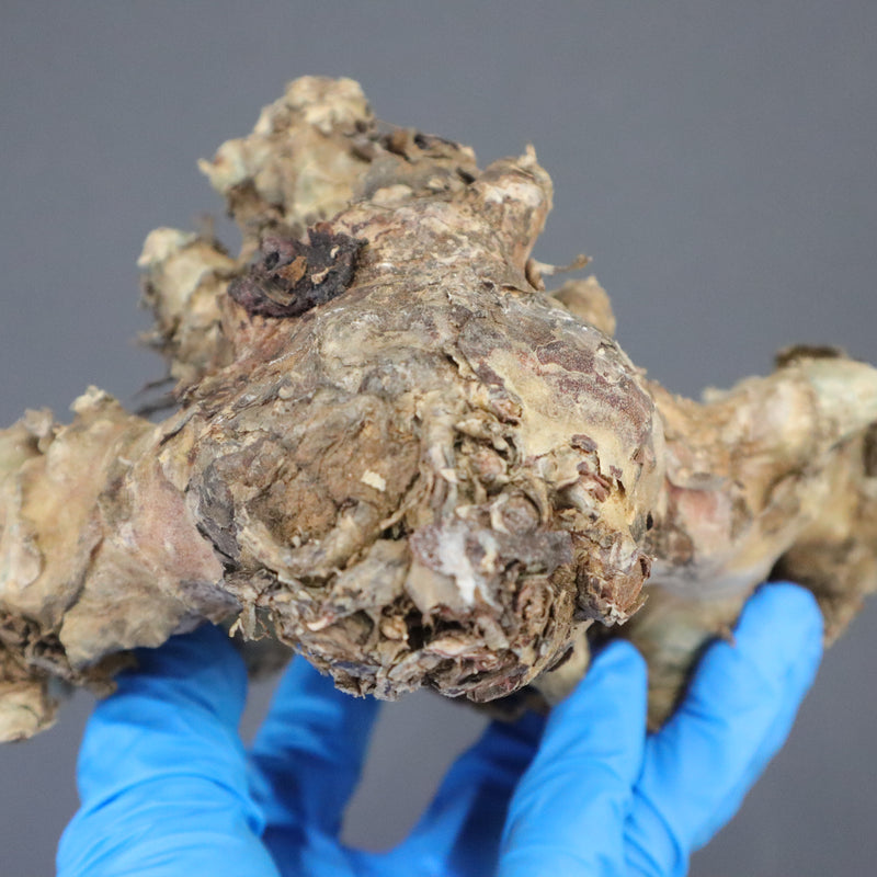 【ベアルート】T.レティキュラータス 53