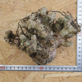 【ベアルート】T.レティキュラータス 53