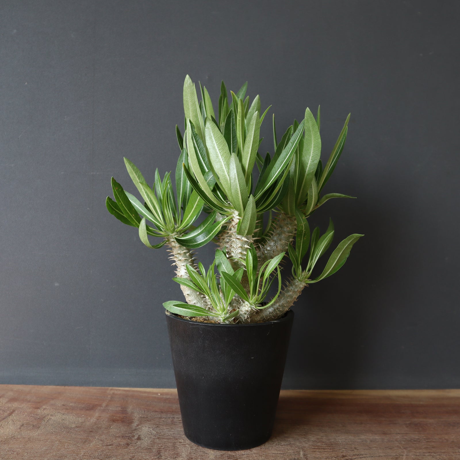 P.イノピナツム (実生) 02 – TaiShoDo ONLINE SHOP